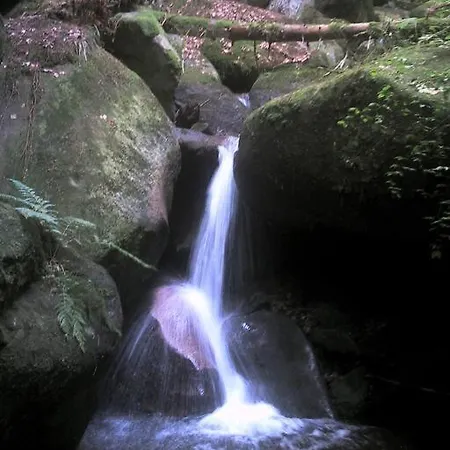 Pur Im Nationalpark Schwarzwald Apartamento *